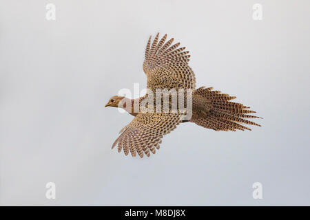 Vrouwtje Fazant in de vlucht; Female Common Pheasant in flight Stock Photo