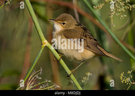 Kleine Karekiet zittend op twijg; Eurasian Reed Warbler perched on a ...