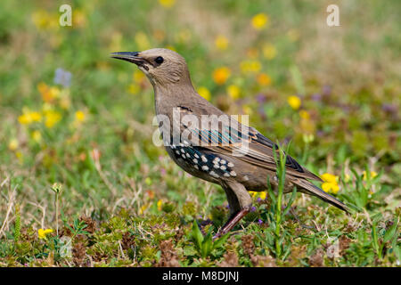 Juveniele Spreeuw in grasveld; Juenvile Common Starling in field Stock Photo