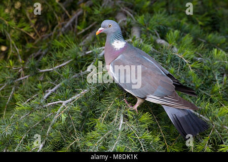 Houtduif in zit; Common Wood Pigeon perched Stock Photo