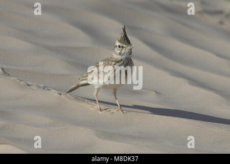 Crested Lark; Kuifleeuwerik Stock Photo