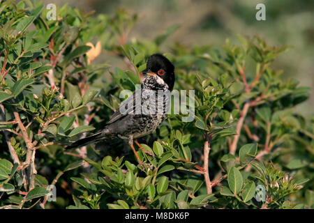 Mannetje Cyprusgrasmus in lage struikjes; Male Cyprus Warbler in low bush Stock Photo
