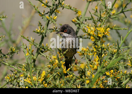 Mannetje Cyprusgrasmus in lage struikjes; Male Cyprus Warbler in low bush Stock Photo