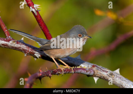 Vrouwtje Provencaalse Grasmus; Female Dartford Warbler Stock Photo