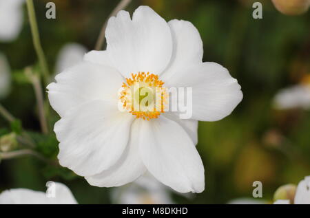 Anemone hybrida 'Honorine Jobert' Japanese anemone in flower in an English garden border, UK Stock Photo