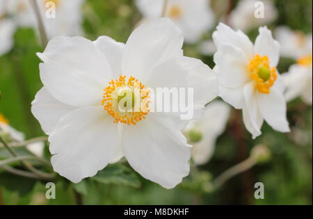 Anemone hybrida 'Honorine Jobert' Japanese anemone in flower in an English garden border, UK Stock Photo