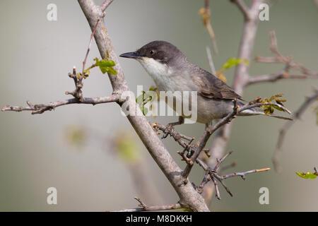 Orpheusgrasmus zittend op tak; Eastern Orphean Warbler perched on branch Stock Photo