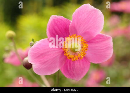 Anemone hupehensis 'Hadspen Abundance' Japanese anemone flowering in late summer garden border, UK. AGM. Stock Photo