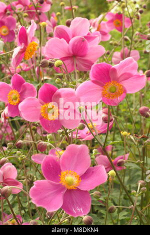 Anemone hupehensis 'Hadspen Abundance' Japanese anemone flowering in late summer garden border, UK. AGM. Stock Photo