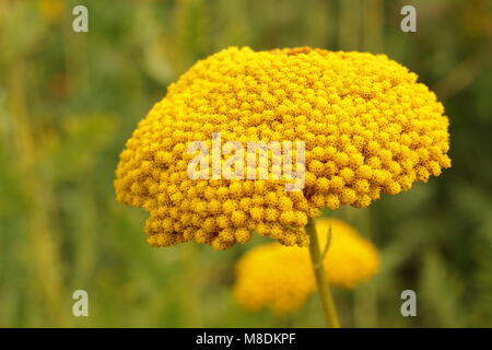 Achillea filipendulina 'Gold Plate'. Yarrow  gold plate in flower in a late summer garden border, UK Stock Photo