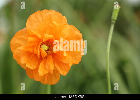 Papaver rupifragum 'Orange Feathers' Spanish poppy in flower in a late summer garden border, UK Stock Photo
