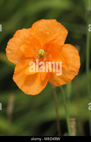 Papaver rupifragum 'Orange Feathers' Spanish poppy in flower in a late summer garden border, UK Stock Photo