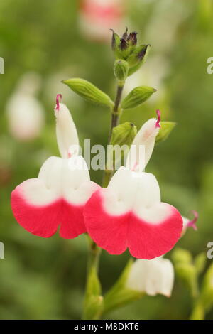 Salvia 'Hot Lips', a bushy ornamental sage with bicolour flowers, in full bloom in an English garden in summer (July), UK Stock Photo