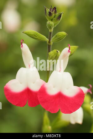 Salvia 'Hot Lips', a bushy ornamental sage with bicolour flowers, in full bloom in an English garden in summer (July), UK Stock Photo