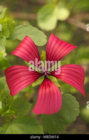 Malope Trifida 'Vulcan' in flower in a garden border in late summer, England, UK Stock Photo