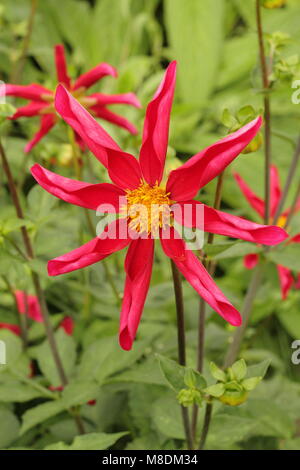 Dahlia 'Honka Red', an orchid dahlia, in flower in the summer border of an English garden, late summer, UK Stock Photo