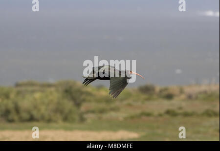 Northern Bald Ibis adult flying; Heremietibis volwassen vliegend Stock Photo