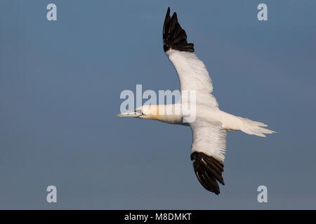 Volwassen Jan-van-gent in de vlucht; Adult Northern Gannet in flight Stock Photo