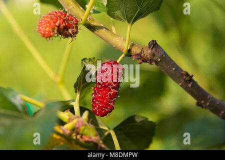 A close-up of a matured red mulberry fruit hanging on the branch of a Morus tree in Malaysia. Stock Photo