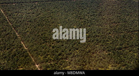 Arial image of an oil palm (Elaeis guineensis) plantation in Malaysia. Taken in February 2018. Stock Photo