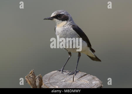 Tapuit man staand op paal; Northern Wheatear male standing on pole Stock Photo