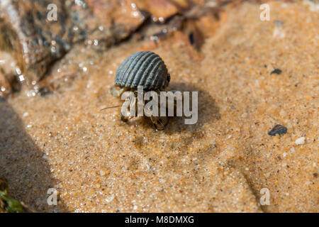 Close shot of a hermit crab on a beach, moving out of its scavenged shell and looking for food. Stock Photo