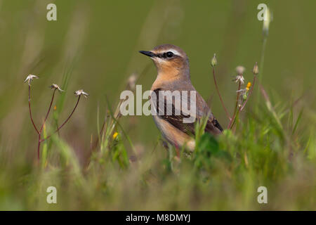 Mannetje Tapuit; Male Northern Wheatear Stock Photo