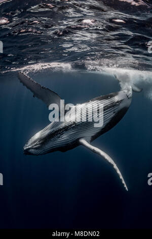 Humpback whale (Megaptera novaeangliae) in the waters of Tonga Stock Photo