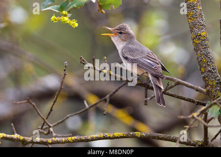 Griekse Spotvogel zingend in struik; Olive-tree Warbler singing in bush Stock Photo