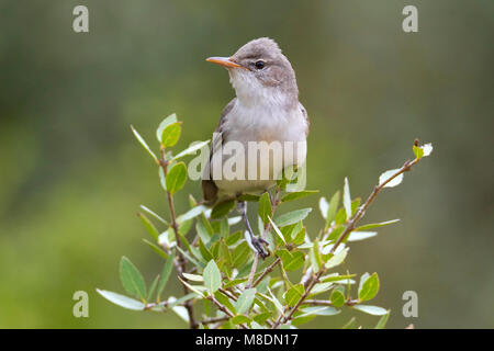 Griekse Spotvogel zittend in struik; Olive-tree Warbler perched in bush Stock Photo