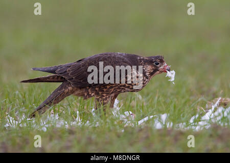 Juveniele Slechtvalk etend van prooi; Juvenile Peregrine Falcon eating ...