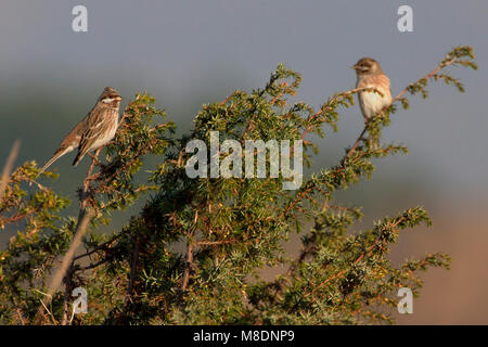 Pine Bunting adult male perched; Witkopgors volwassen man zittend Stock Photo