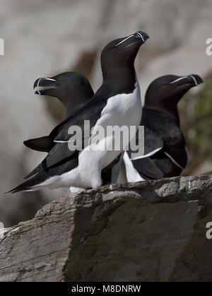 Alken op rotskust; Razorbills perched in colony Stock Photo