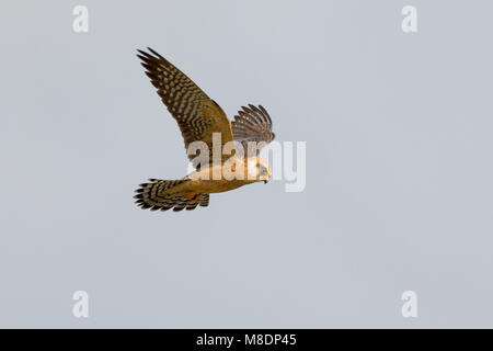 Female Roodpootvalk in de vlucht; Female Red-footed Falcon in flight Stock Photo