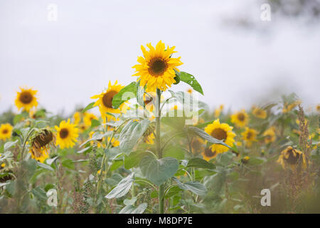 tall sunflowers growing in the field of agriculture Stock Photo - Alamy