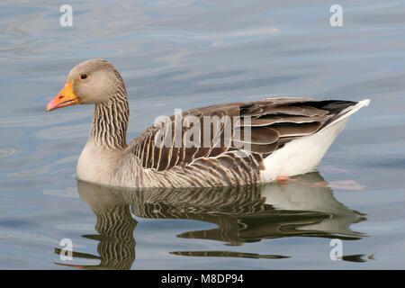 Greylag Goose Anser anser Swimming Stock Photo