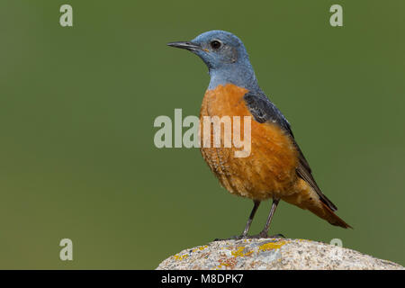 Volwassen mannetje Rode Rotslijster, Adult male Rufous-tailed Rock Thrush Stock Photo