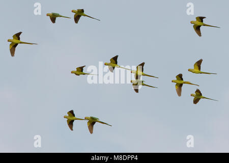 Groep vliegende Halsbandparkieten; Group of flying Rose-ringed Parakeets Stock Photo