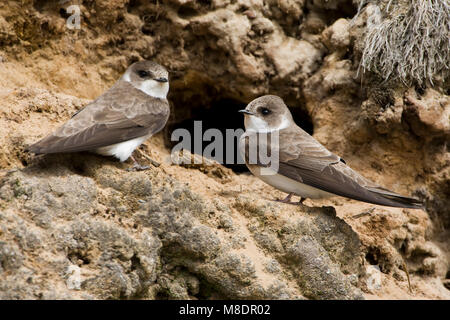 Oerverzwaluw bij nesthol; Sand martin at breeding hole Stock Photo