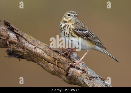 Boompieper zittend in een boom; Tree Pipit perched in a tree Stock Photo