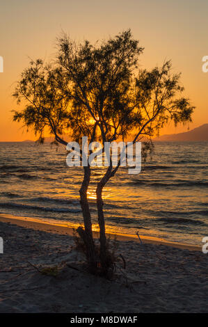 The sun setting behind a lone tree and mountains on a white sandy beach at golden hour. Stock Photo