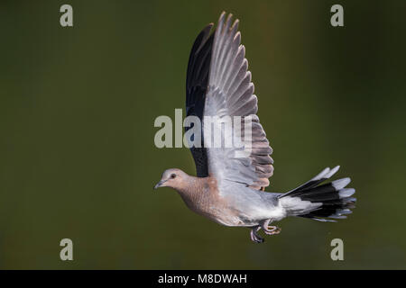 Vliegende Tortelduif; Turtle Dove in flight Stock Photo