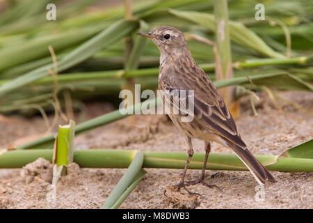 Waterpieper, Water Pipit; Anthus spinoletta coutellii Stock Photo