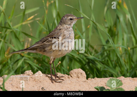 Waterpieper, Water Pipit; Anthus spinoletta coutellii Stock Photo