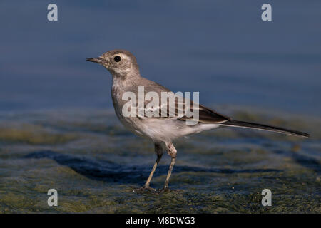 Witte Kwikstaart; White Wagtail Stock Photo