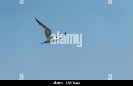 A flying Elegant Tern (Thalasseus elegans) Stock Photo