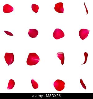 A set of red rose petals in different angles. White isolated background Stock Photo