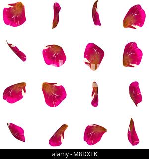 A set of red rose petals in different angles. White isolated background Stock Photo