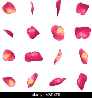 A set of red rose petals in different angles. White isolated background Stock Photo