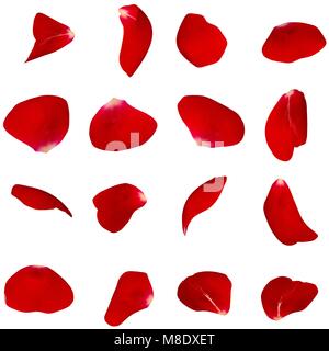 A set of red rose petals in different angles. White isolated background Stock Photo